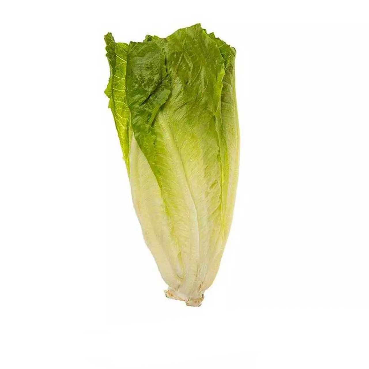 کاهو